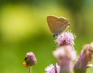 Butterfly in nature sitting on flower